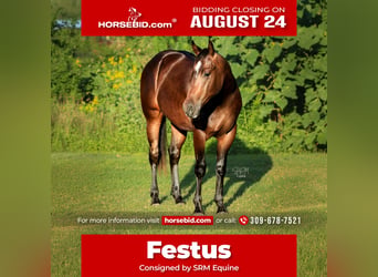American Quarter Horse, Gelding, 2 years, Bay