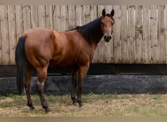 American Quarter Horse, Gelding, 2 years, Bay