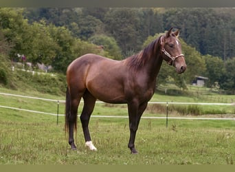 American Quarter Horse, Gelding, 2 years, Brown