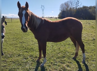 American Quarter Horse, Gelding, 2 years, Chestnut