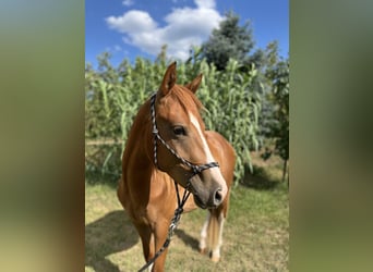 American Quarter Horse, Gelding, 2 years, Chestnut