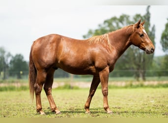 American Quarter Horse, Gelding, 2 years, Chestnut-Red