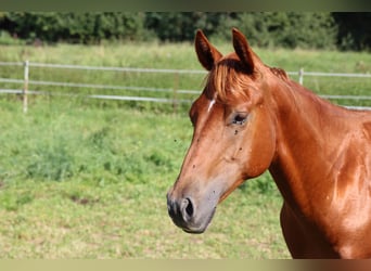 American Quarter Horse, Gelding, 2 years, Chestnut-Red