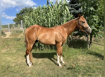 American Quarter Horse, Gelding, 2 years, Chestnut