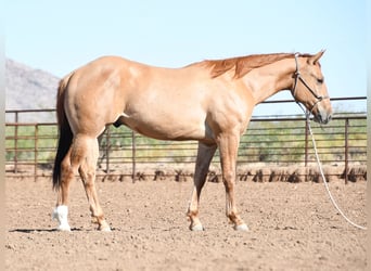 American Quarter Horse, Gelding, 2 years, Dun