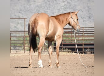 American Quarter Horse, Gelding, 2 years, Dun