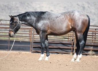American Quarter Horse, Gelding, 2 years, Roan-Bay