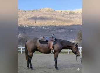 American Quarter Horse, Gelding, 2 years, Roan-Bay