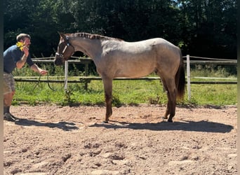 American Quarter Horse, Gelding, 2 years, Roan-Bay