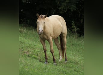 American Quarter Horse, Gelding, 3 years, 13.2 hh, Champagne
