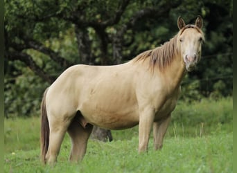 American Quarter Horse, Gelding, 3 years, 13.2 hh, Champagne