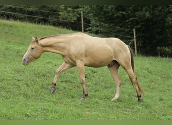 American Quarter Horse, Gelding, 3 years, 13.2 hh, Champagne