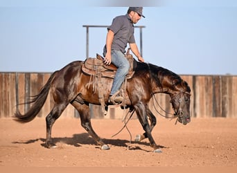 American Quarter Horse, Wallach, 3 Jahre, 13,3 hh, Brauner