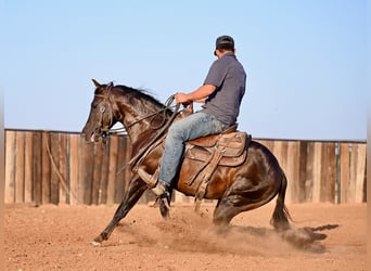 American Quarter Horse, Wallach, 3 Jahre, 13,3 hh, Brauner