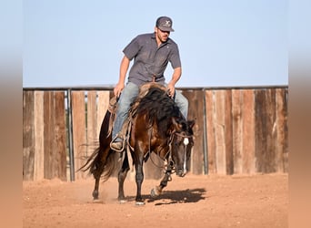 American Quarter Horse, Wallach, 3 Jahre, 13,3 hh, Brauner