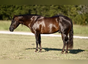 American Quarter Horse, Wallach, 3 Jahre, 13,3 hh, Brauner