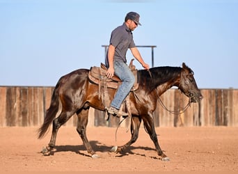 American Quarter Horse, Wallach, 3 Jahre, 13,3 hh, Brauner