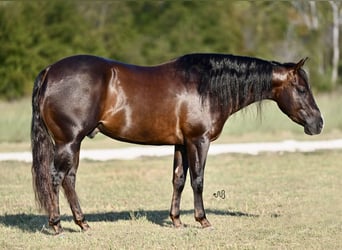 American Quarter Horse, Wallach, 3 Jahre, 13,3 hh, Brauner