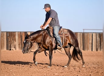 American Quarter Horse, Wallach, 3 Jahre, 13,3 hh, Brauner