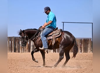 American Quarter Horse, Wallach, 3 Jahre, 13,3 hh, Brauner