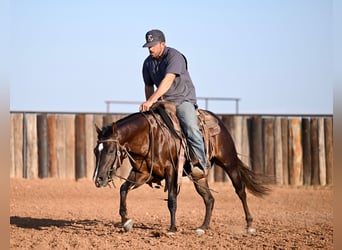 American Quarter Horse, Wallach, 3 Jahre, 13,3 hh, Brauner