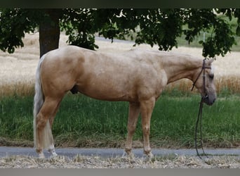 American Quarter Horse, Gelding, 3 years, 13.3 hh, Palomino