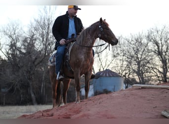 American Quarter Horse, Gelding, 3 years, 13 hh, Roan-Red