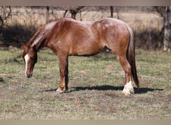 American Quarter Horse, Gelding, 3 years, 13 hh, Roan-Red
