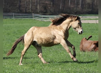 American Quarter Horse, Gelding, 3 years, 13,3 hh, Champagne