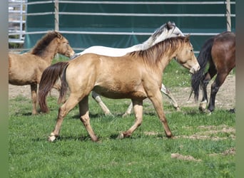 American Quarter Horse, Gelding, 3 years, 13,3 hh, Champagne