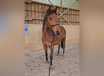 American Quarter Horse, Gelding, 3 years, 14,1 hh, Brown