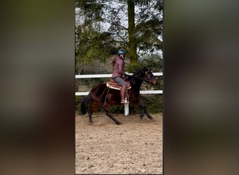 American Quarter Horse, Gelding, 3 years, 14,1 hh, Brown