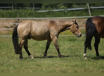 American Quarter Horse, Gelding, 3 years, 14.1 hh, Buckskin