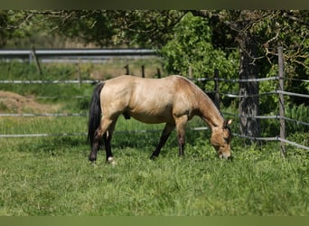 American Quarter Horse, Gelding, 3 years, 14.1 hh, Buckskin