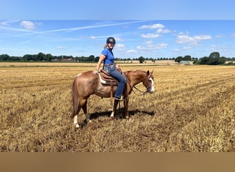 American Quarter Horse, Gelding, 3 years, 14.1 hh, Chestnut-Red