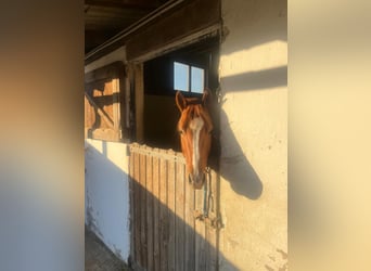 American Quarter Horse, Gelding, 3 years, 14.1 hh, Chestnut-Red