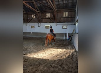 American Quarter Horse, Gelding, 3 years, 14.1 hh, Chestnut-Red