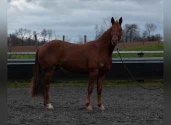 American Quarter Horse, Gelding, 3 years, 14.1 hh, Chestnut-Red