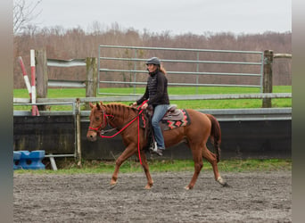 American Quarter Horse, Gelding, 3 years, 14.1 hh, Chestnut-Red