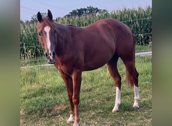American Quarter Horse, Gelding, 3 years, 14.1 hh, Chestnut