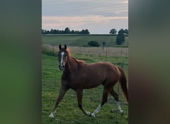 American Quarter Horse, Gelding, 3 years, 14.1 hh, Chestnut
