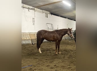 American Quarter Horse, Gelding, 3 years, 14.1 hh, Chestnut