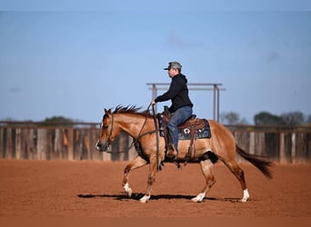 American Quarter Horse, Gelding, 3 years, 14.1 hh, Dun