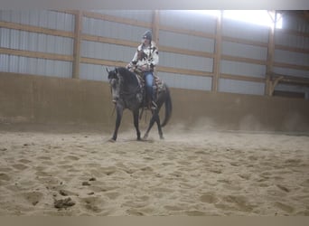 American Quarter Horse, Gelding, 3 years, 14.1 hh, Gray