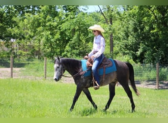 American Quarter Horse, Wallach, 3 Jahre, 14,1 hh, Schimmel