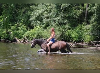 American Quarter Horse, Wallach, 3 Jahre, 14,1 hh, Schimmel