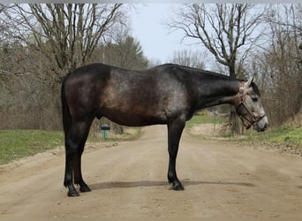 American Quarter Horse, Wallach, 3 Jahre, 14,1 hh, Schimmel