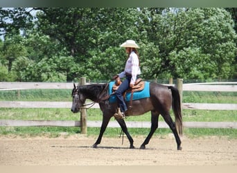 American Quarter Horse, Wallach, 3 Jahre, 14,1 hh, Schimmel