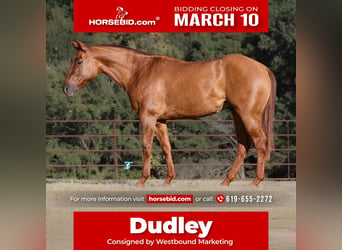 American Quarter Horse, Gelding, 3 years, 14,1 hh, Red Dun