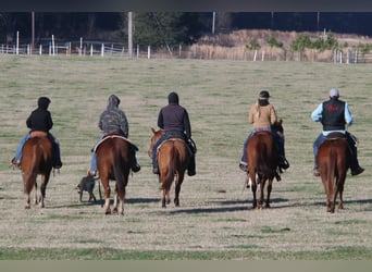 American Quarter Horse, Gelding, 3 years, 14.1 hh, Red Dun